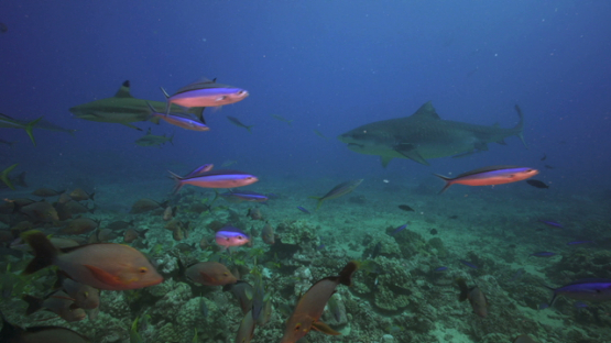 Black tip sharks, Tiger shark and snappers over the reef, Tahiti, 4K UHD