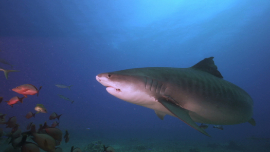 Tiger shark and red paddle tail snappers, Tahiti, 4K UHD