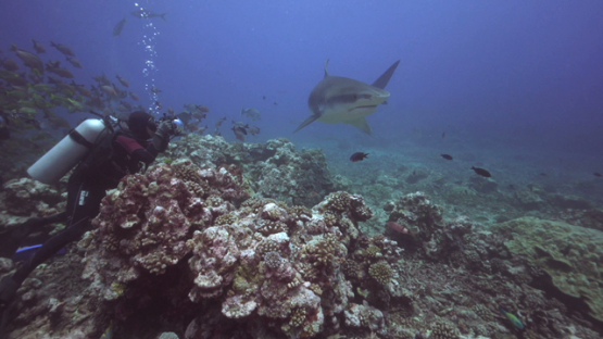 Underwater photographer and Tiger shark, Tahiti, 4K UHD