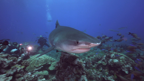 Tiger shark close and touching camera, scuba divers watching, Tahiti, 4K UHD