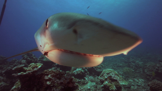 Tiger shark coming straight to the camera, and tropical fishes, Tahiti, 4K UHD