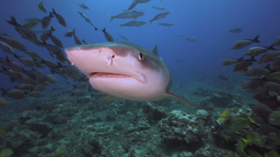Tiger shark swimming over the camera and tropical fishes, Tahiti, 4K UHD