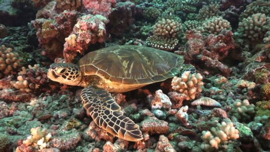 Green turtle layed on the coral reef, Tahiti, 4K UHD