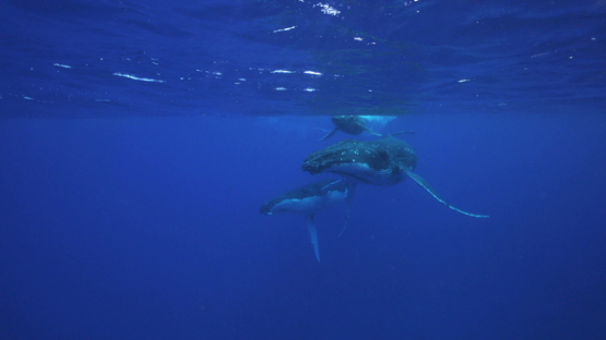 Two humpback whales and calf swimming near the surface, Tahiti, 4K UHD