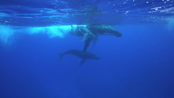 Two humpback whales and calf playing near the surface, Tahiti, 4K UHD