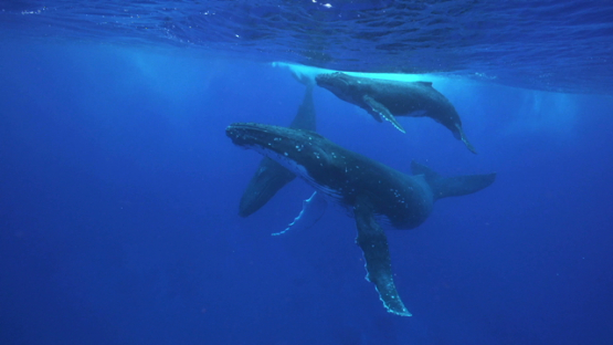 Two humpback whales and calf swimming and playing near the surface, Tahiti, 4K UHD