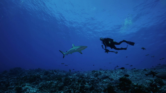 Scuba diver and Grey shark over the coral reef, Rangiroa, 4K UHD