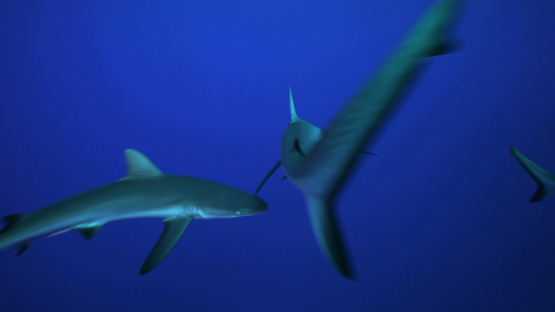 Grey sharks in the blue, Rangiroa, 4K UHD