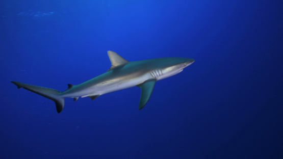 Grey sharks in the blue, Rangiroa, 4K UHD