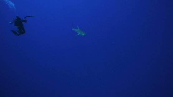 Scuba divers and Grey sharks in the blue, Rangiroa, 4K UHD