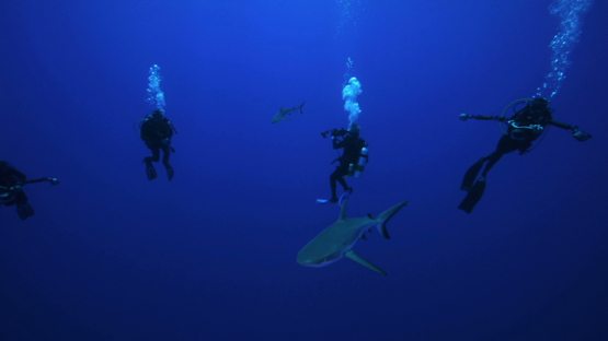Group of scuba divers and Grey sharks in the blue, Rangiroa, 4K UHD