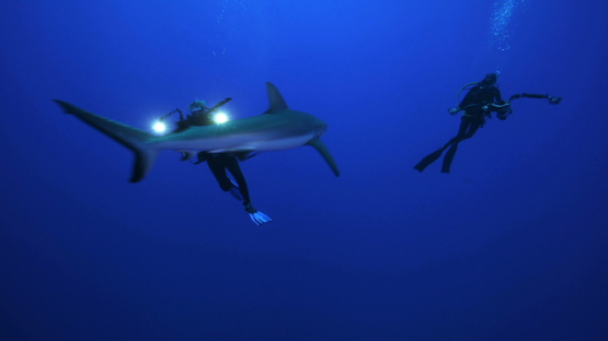 Scuba divers taking video of Grey sharks in the blue, Rangiroa, 4K UHD