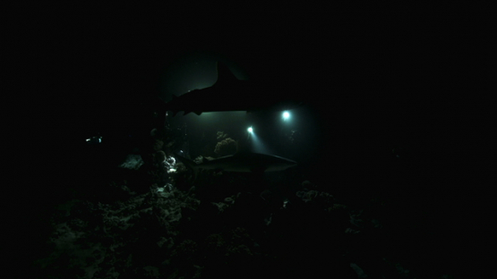 Scuba divers watching Grey sharks at night with lights, Fakarava, 4K UHD