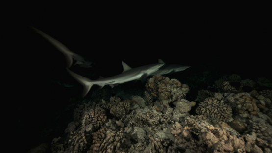 Grey sharks over the coral reef at night, Fakarava, 4K UHD