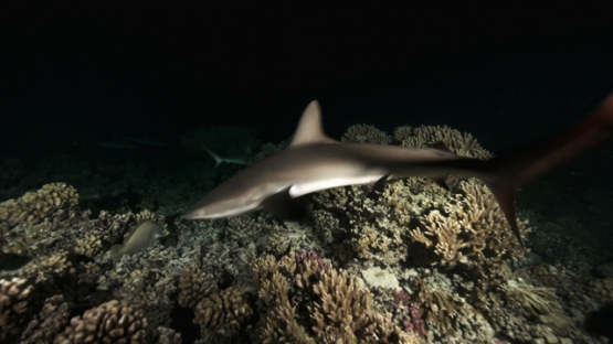 Grey sharks over the coral reef at night, Fakarava, 4K UHD