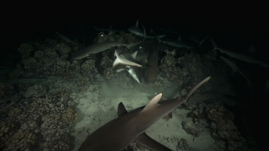 Grey sharks over the coral reef hunting at night, Fakarava, 4K UHD