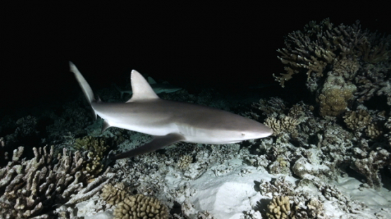 Grey sharks over the coral reef hunting at night, Fakarava, 4K UHD