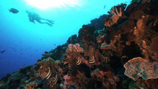 Scuba diver over the coral reef, Fakarava, 4K UHD