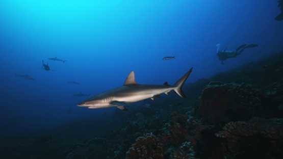 Grey sharks swimming in the pass, over the coral reef, Fakarava, 4K UHD