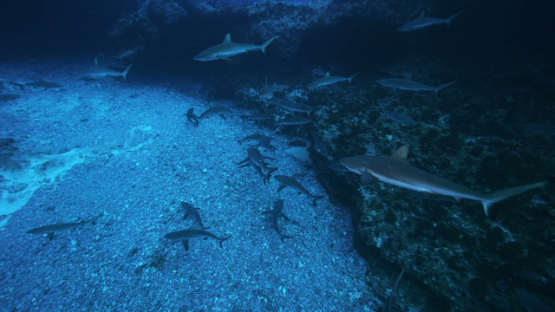 Grey sharks swimming in the pass, over the coral reef, Fakarava, 4K UHD