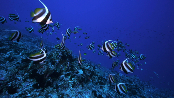 Group of Banner fishes over the coral reef, Rangiroa, 4K UHD