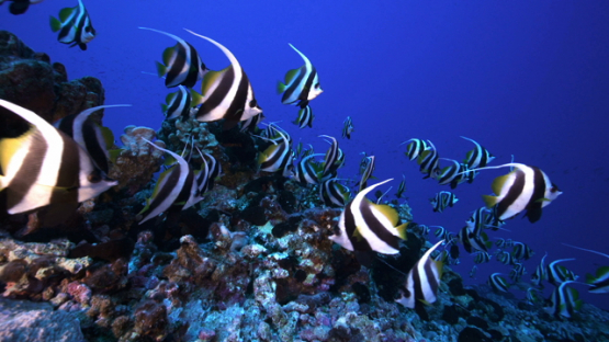 Group of Banner fishes over the coral reef, Rangiroa, 4K UHD