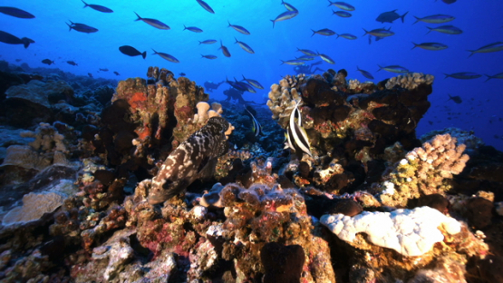 Banner fishes and marbled group over the coral reef of the pass, Rangiroa, 4K UHD