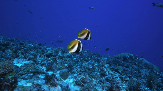 Couple of Banner fishes over the coral reef of the pass, Rangiroa, 4K UHD