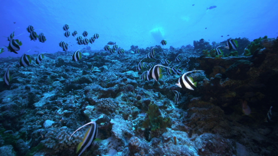 Banner fishes over the coral reef of the pass, Rangiroa, 4K UHD