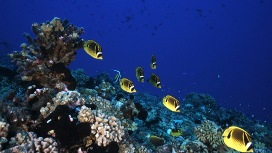 Tropical fishes in their habitat, Tuamotu, 4K UHD