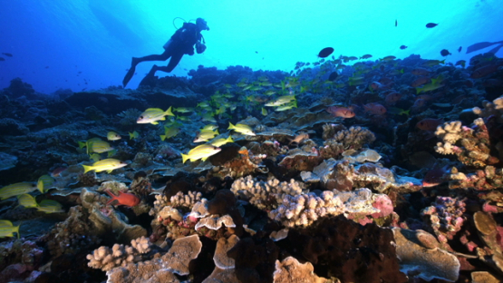 Scuba diver and Tropical fishes in their habitat, Tuamotu, 4K UHD