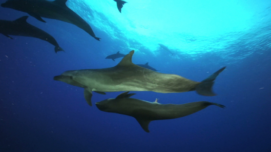 Group of dolphins Tursiops close to camera, Tuamotu, 4K UHD