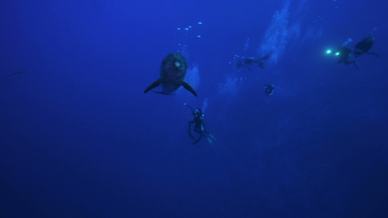 Dolphin tursiops coming close to scuba divers, Tuamotu, 4K UHD
