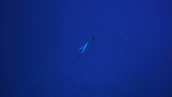 Group of dolphins Tursiops in the blue of the pass, Tuamotu, 4K UHD