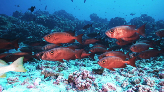 Priacanthus, Tropical fishes in their habitat, Tuamotu, 4K UHD