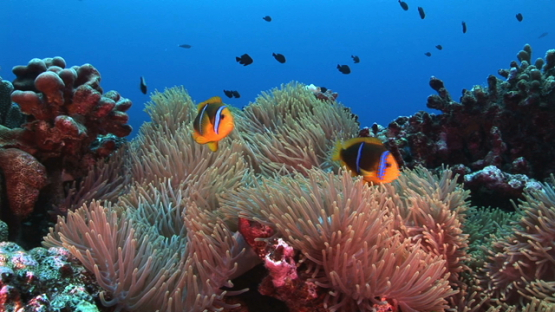 Underwater wildlife compilation, French Polynesia