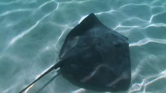 Sting rays swimming shallow in the lagoon, Moorea