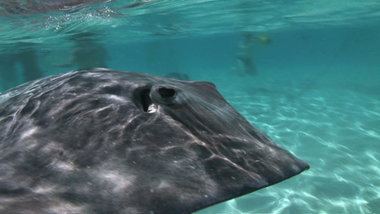 Sting rays swimming shallow close to the camera in the lagoon, Moorea