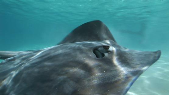 Sting rays swimming shallow close to the camera in the lagoon, Moorea