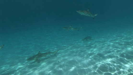 Black tip sharks swimming shallow in the lagoon, Moorea