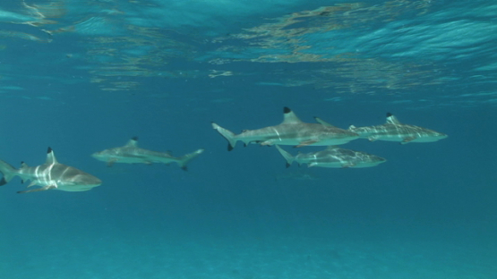 Black tip sharks swimming shallow close to tourists in the lagoon, Moorea