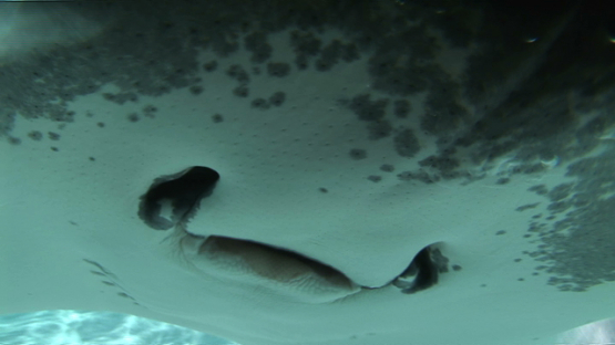 Sting ray swimming shallow close to camera in the lagoon, Moorea