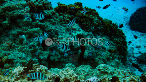 Tropical fish with coral in the lagoon of Bora Bora