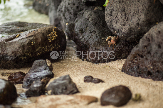 Crab eating on the rocks of the beach, Bora Bora