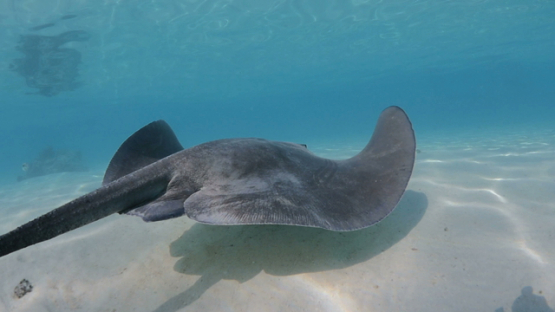 Sting ray swimming shallow in the lagoon, Moorea, Slow motion