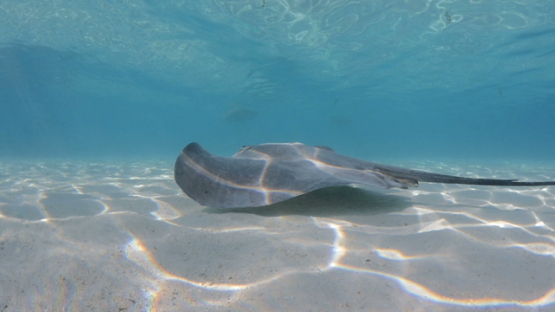 Sting ray swimming shallow in the lagoon, Moorea, Slow motion