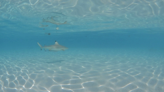 Black tip shark swimming shallow in the lagoon, Moorea, Slow motion