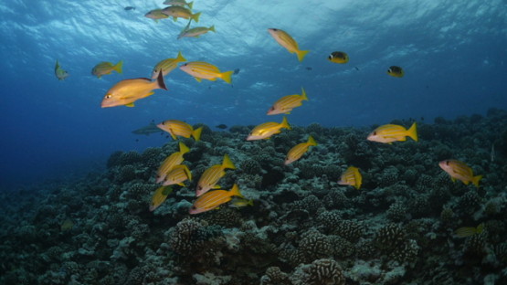 Moorea, Blue lined yellow snappers over the coral reef