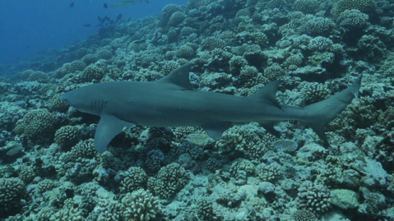 Slow motion, lemon shark over the coral reef, Moorea