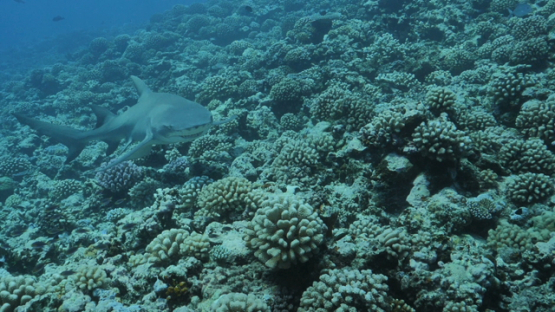Slow motion, lemon shark over the coral reef, Moorea